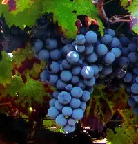 Grappolo d'uva nera in un vigneto