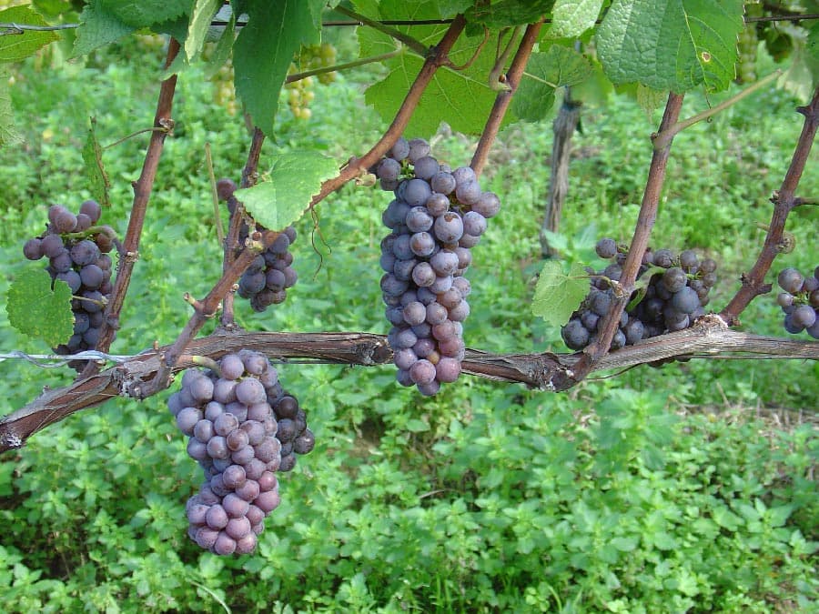 Pinot