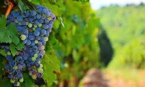Pinot Bianco, Nero, Grigio... Meunier