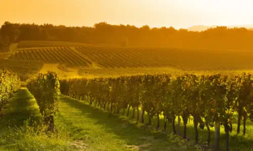 vigneto al tramonto