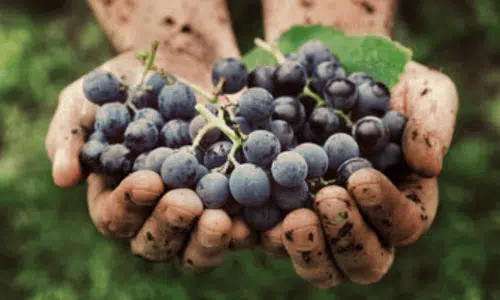 due mani un pò sporche si succo tengono un grappolo di uva nera