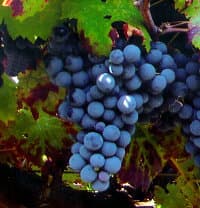 Grappolo d'uva nera in un vigneto