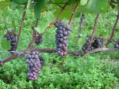Pinot Pinot