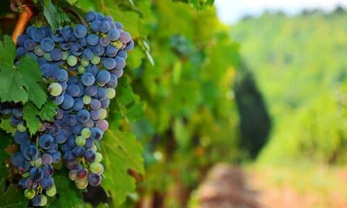 Pinot Bianco, Nero, Grigio... Meunier