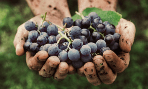 due mani un pò sporche si succo tengono un grappolo di uva nera